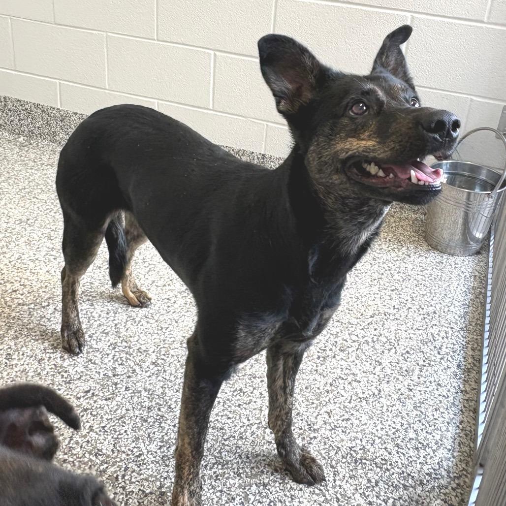 Bath, a Adoptable mixed breed in Morganton, NC image 4/4