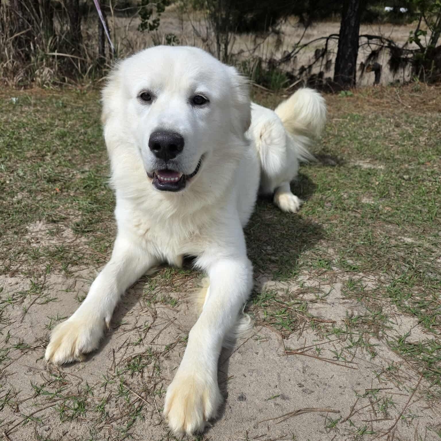 Beasley, Adoptable, Young Male Great Pyrenees.