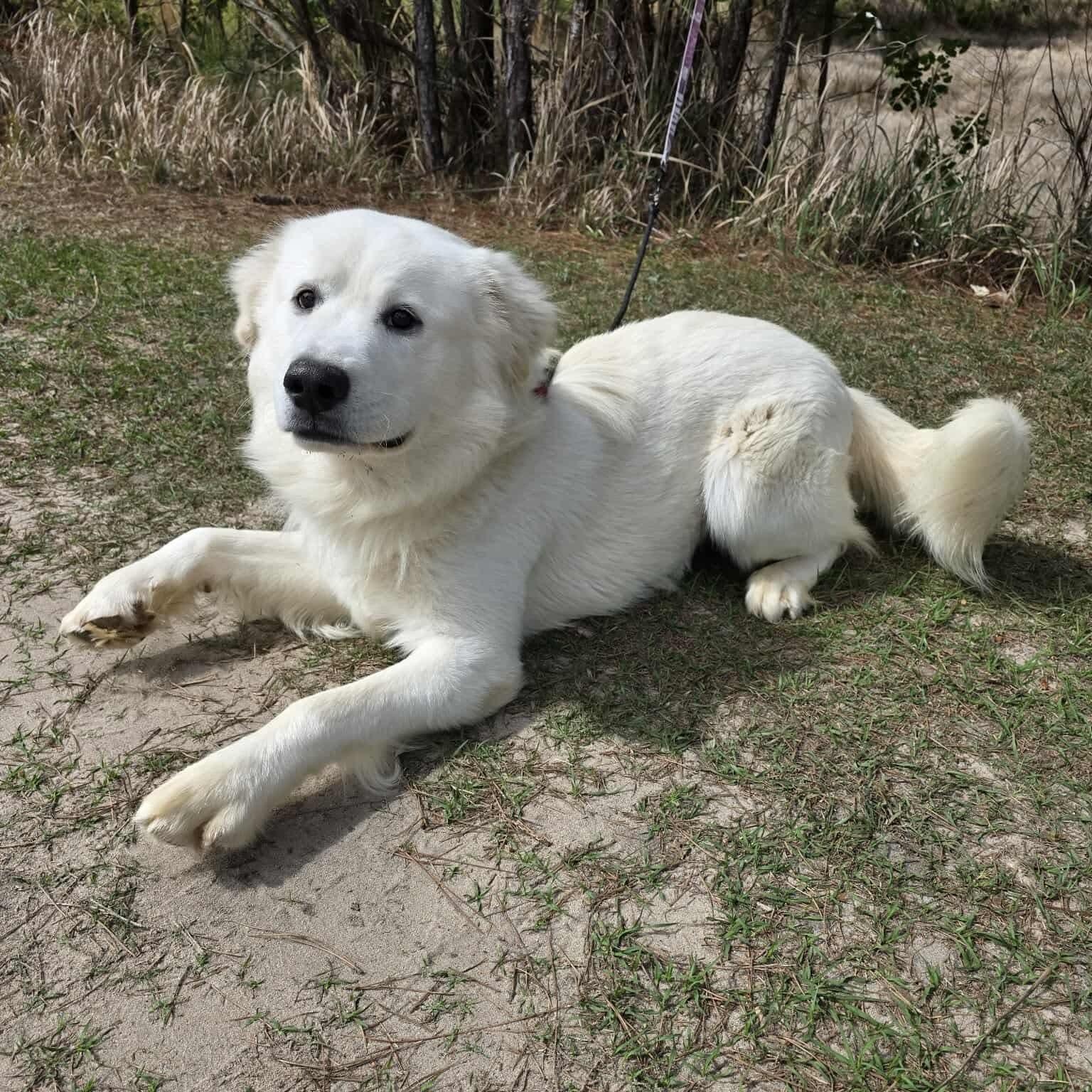 Beasley, a Adoptable mixed breed in Southfield , MI image 3/6