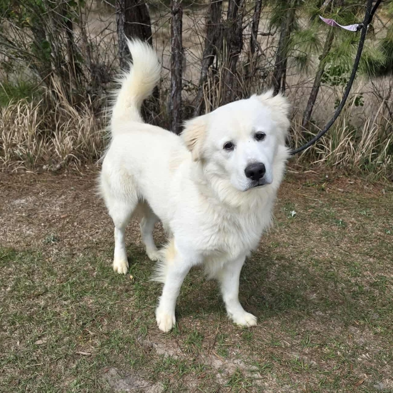 Beasley, a Adoptable mixed breed in Southfield , MI image 4/6
