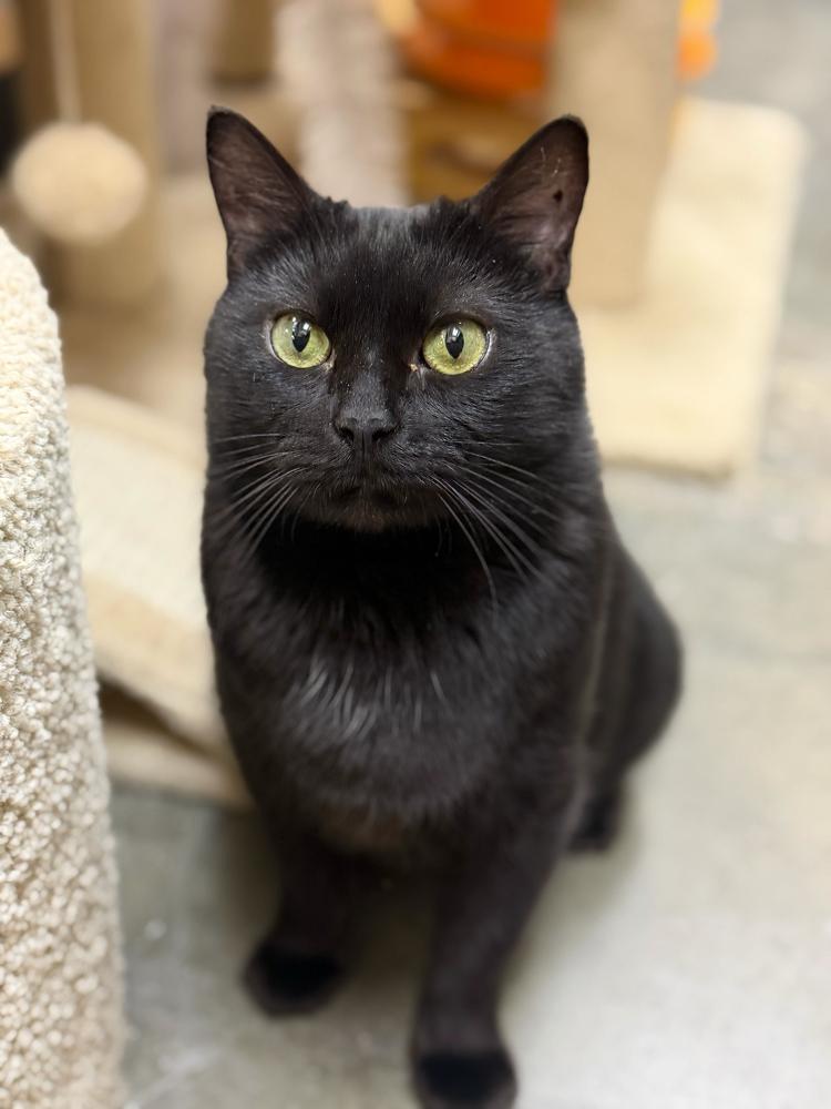Enlarge Velvet, a Adoptable Domestic Short Hair in Marietta, GA image 2/6
