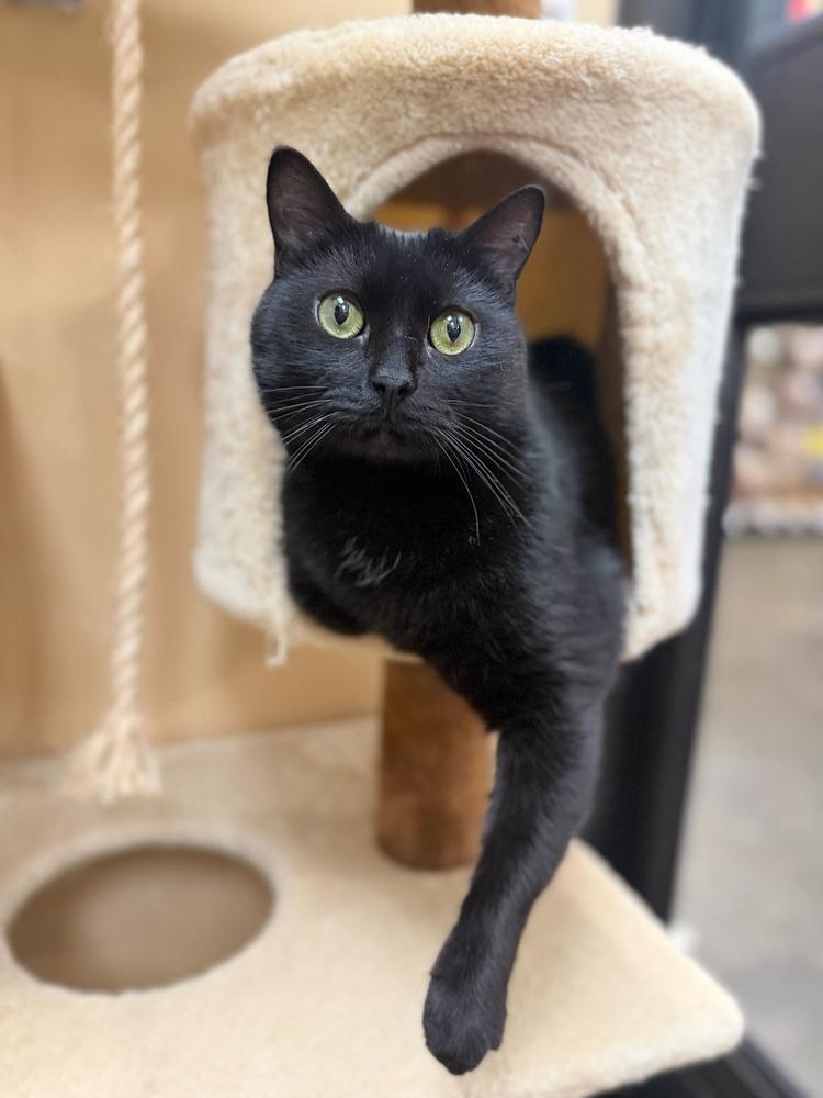 Enlarge Velvet, a Adoptable Domestic Short Hair in Marietta, GA image 3/6