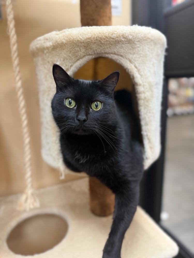 Enlarge Velvet, a Adoptable Domestic Short Hair in Marietta, GA image 4/6