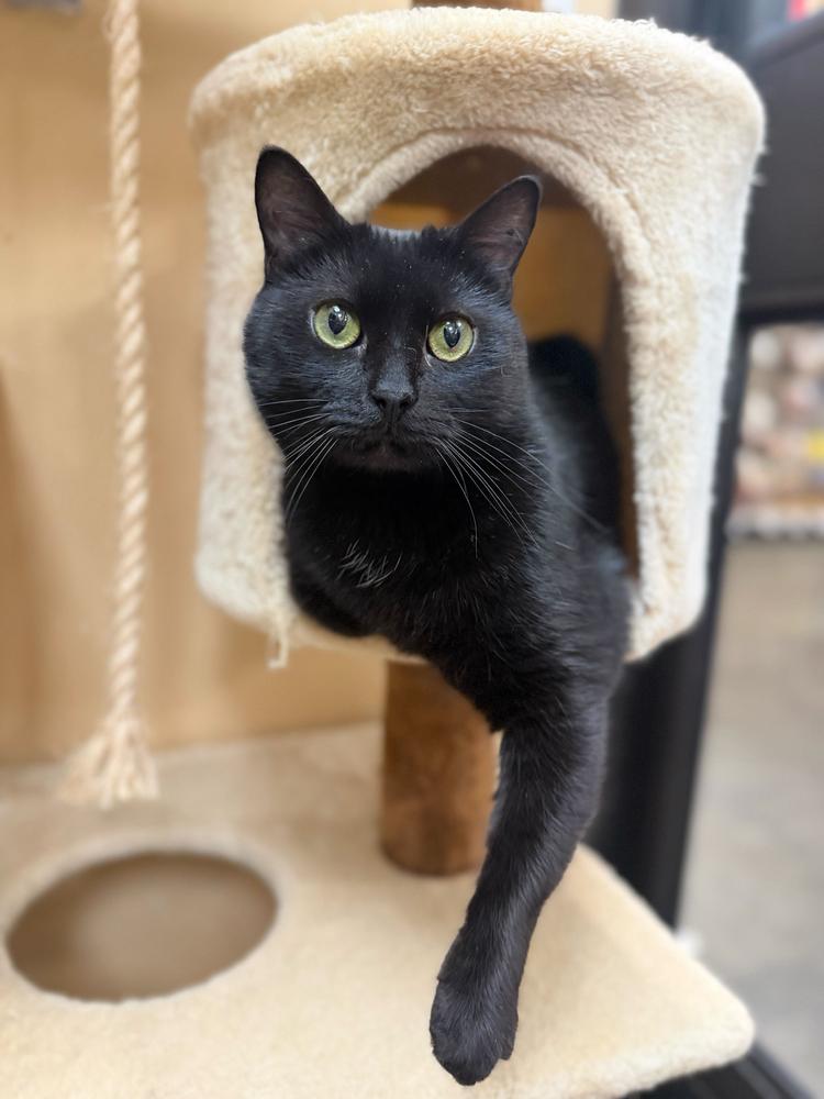 Enlarge Velvet, a Adoptable Domestic Short Hair in Marietta, GA image 6/6