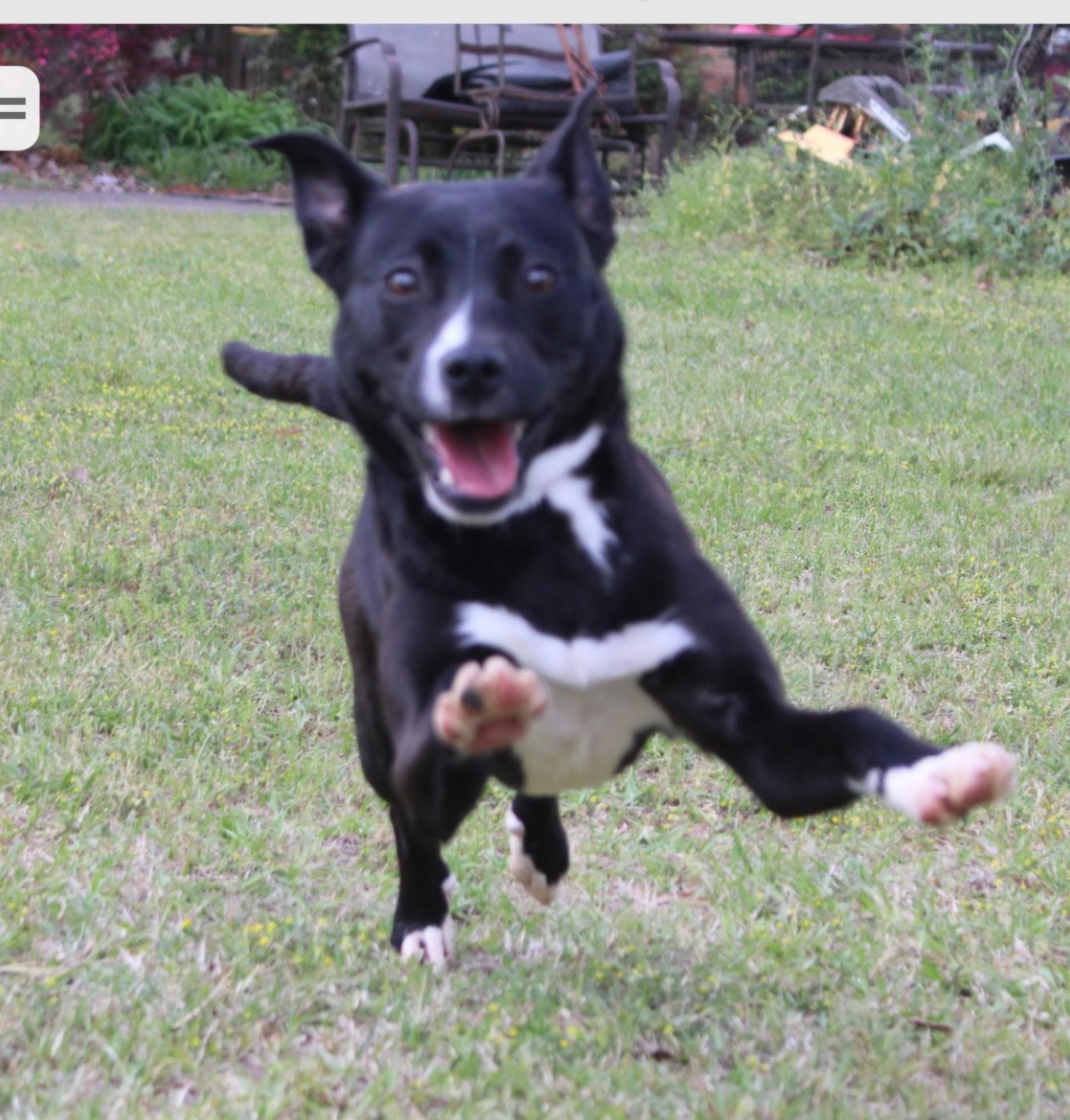 Enlarge Jelly, an adopted mixed breed in Abington, PA image 3/5