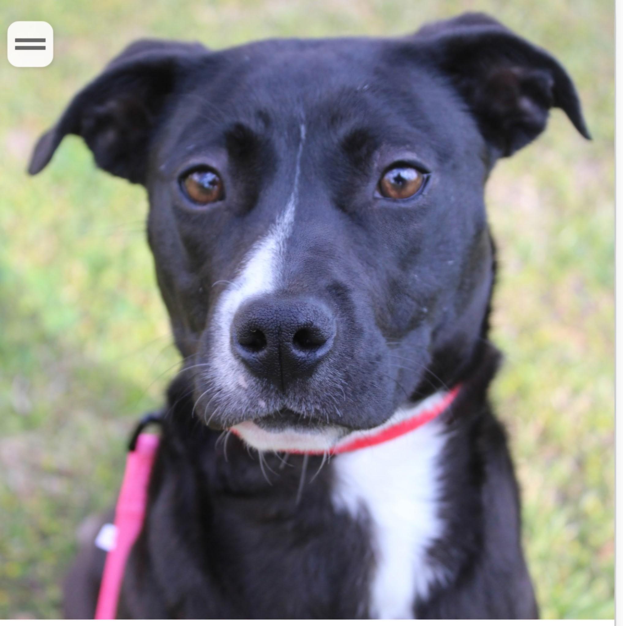 Enlarge Jelly, an adopted mixed breed in Abington, PA image 2/5