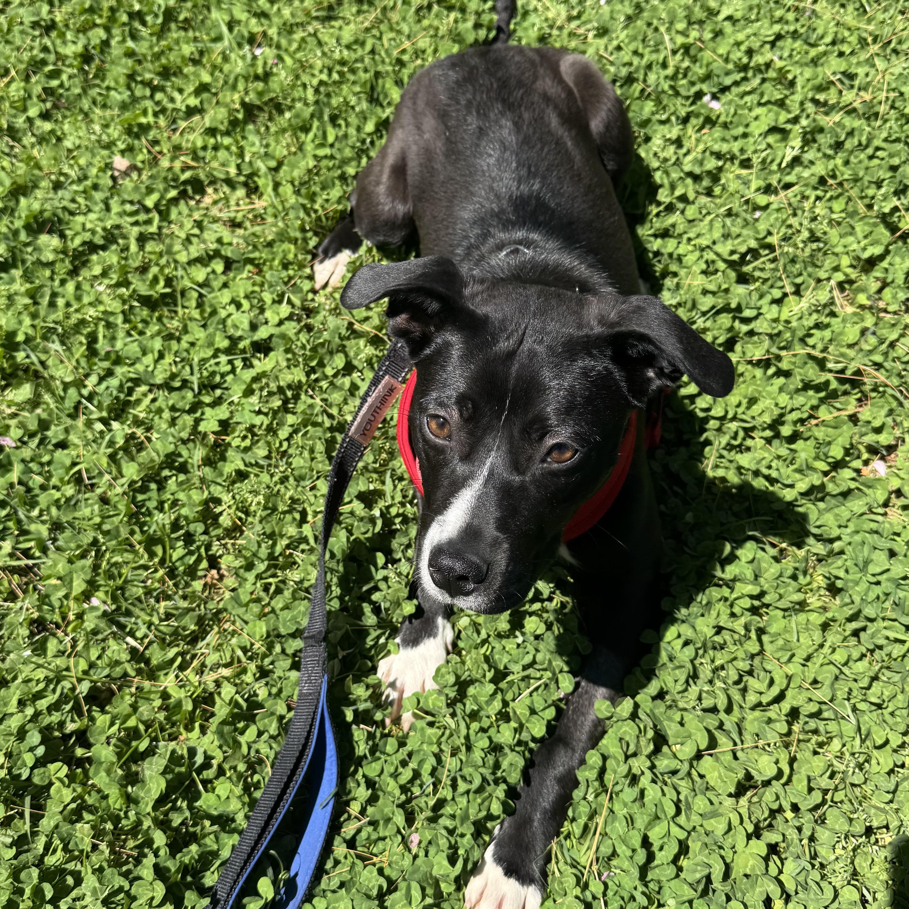 Enlarge Jelly, an adopted mixed breed in Abington, PA image 5/5