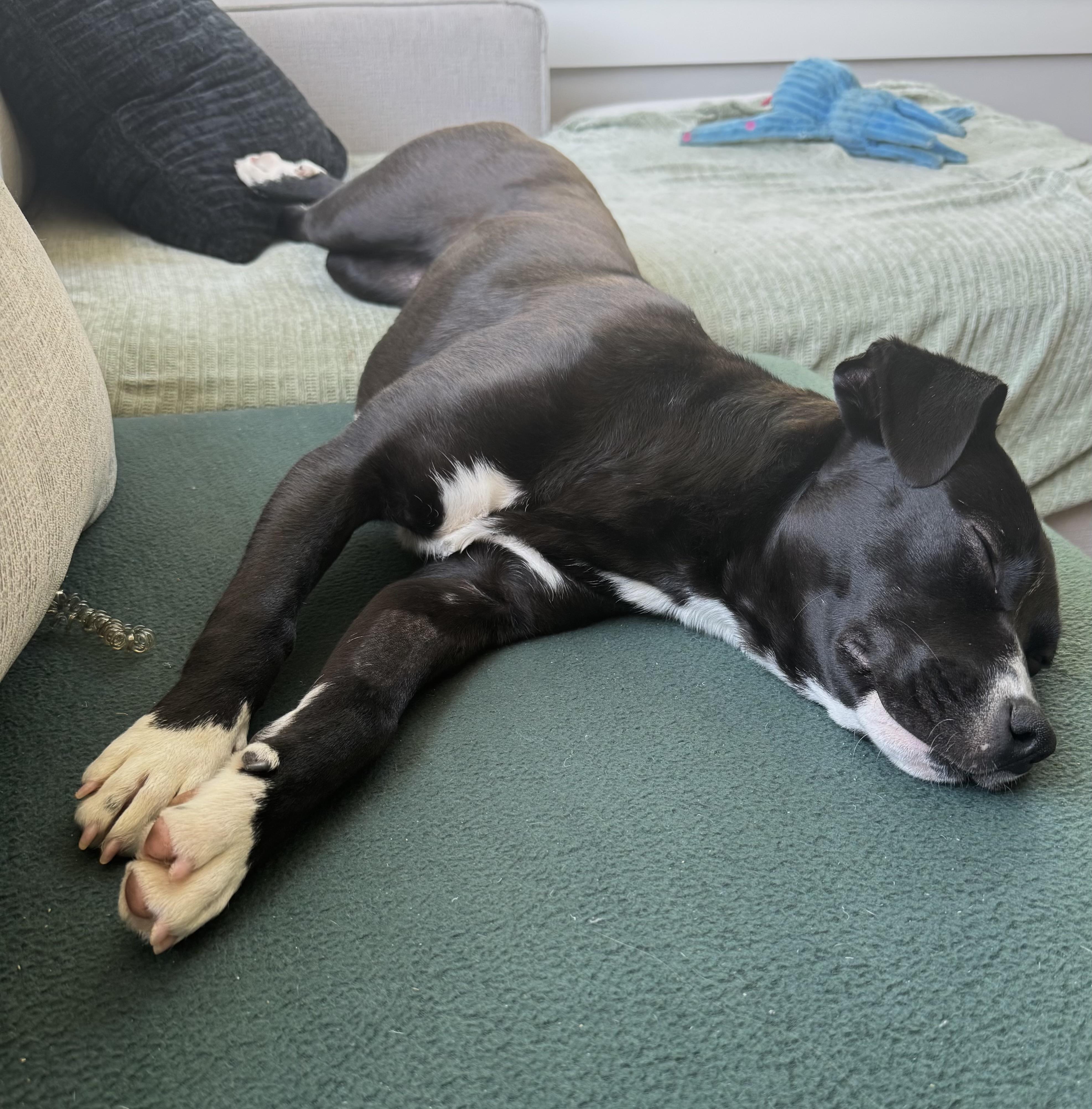 Enlarge Jelly, an adopted mixed breed in Abington, PA image 4/5