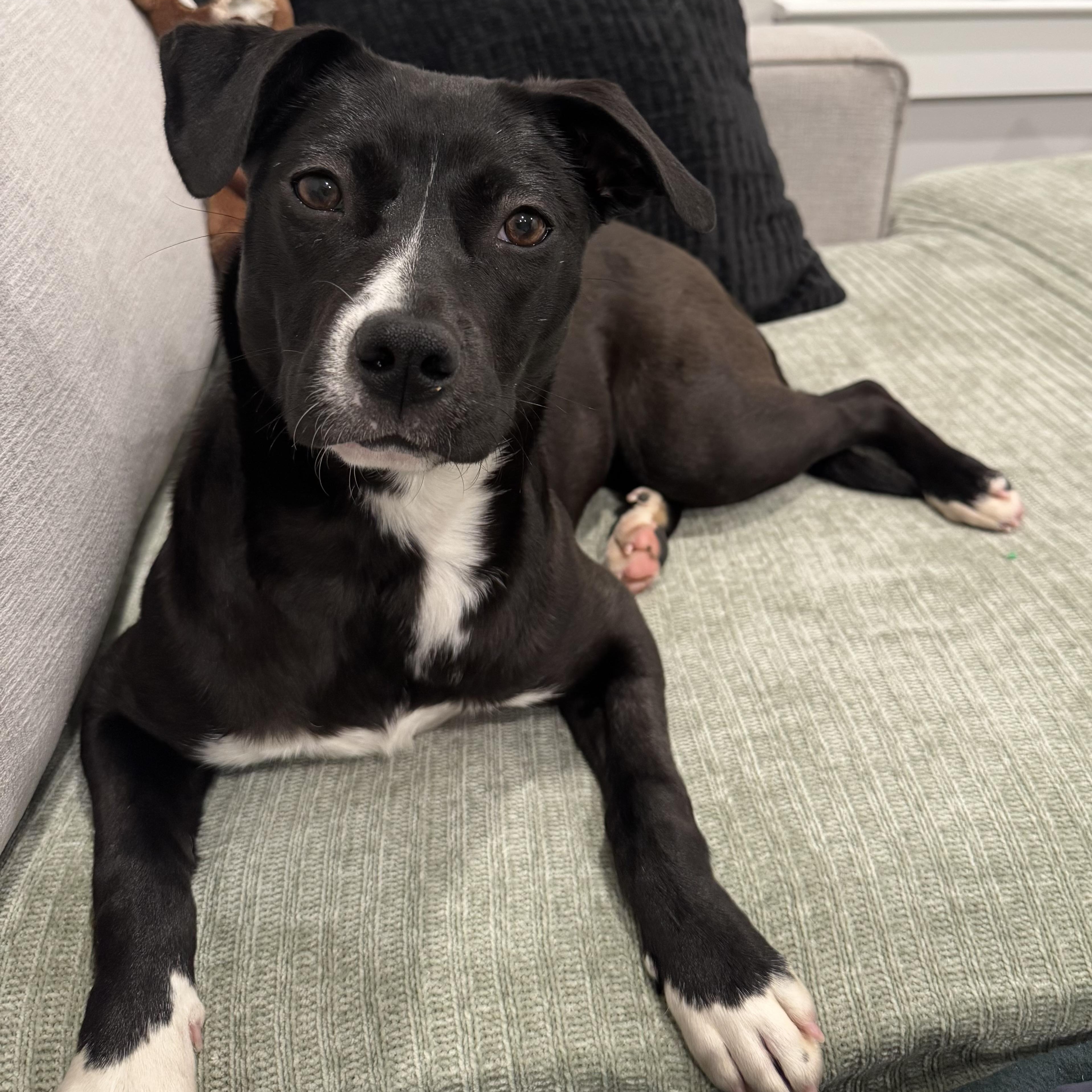 Enlarge Jelly, an adopted mixed breed in Abington, PA image 1/5