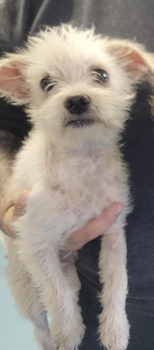 Mogwai, Adoptable, Young Male Terrier.
