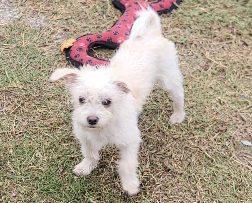 Enlarge Mogwai, a Adoptable mixed breed in Elkhorn, WI image 2/2