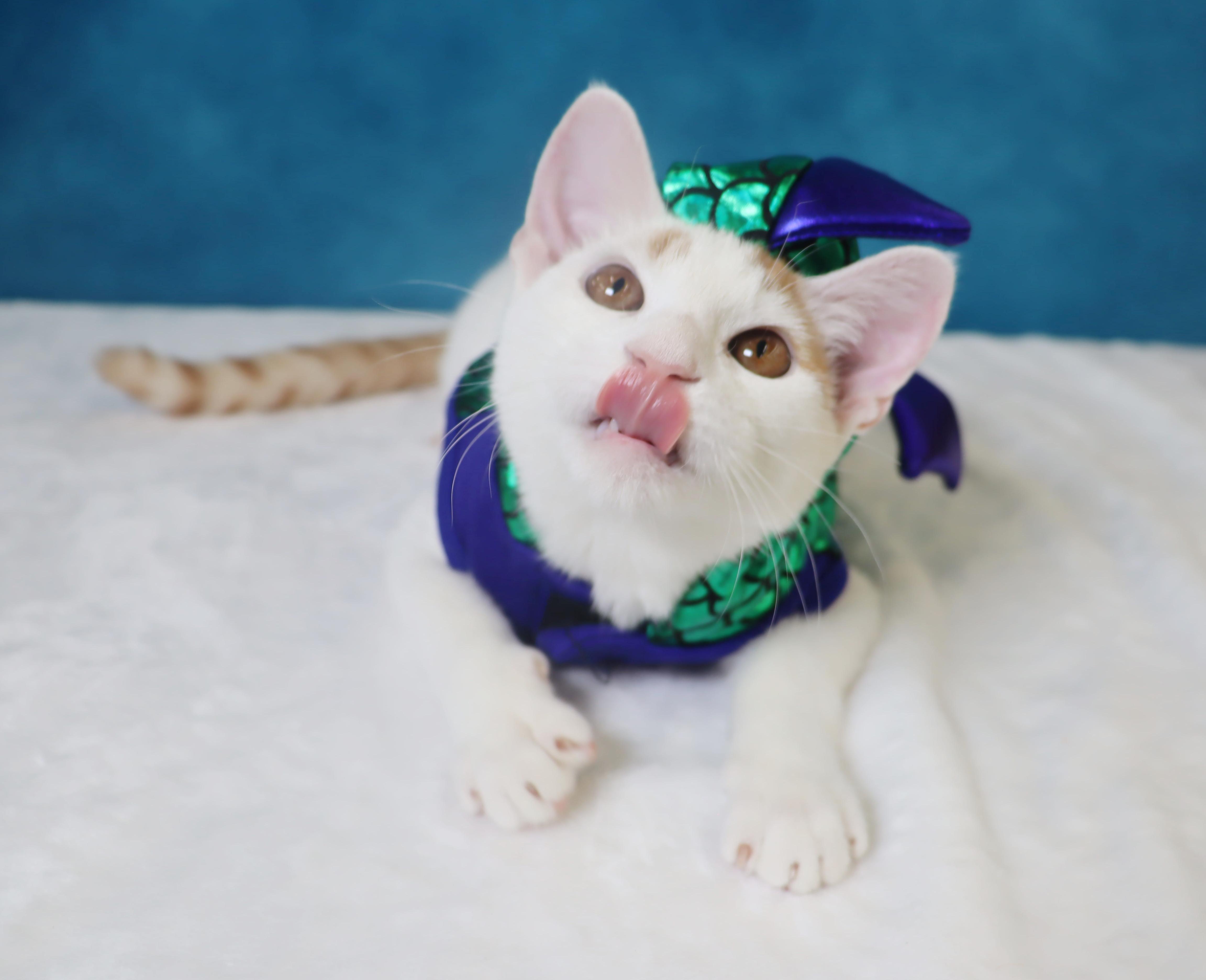 Enlarge Gummy Bear - Loves to be held and kissed, a Adoptable mixed breed in League City, TX image 3/6