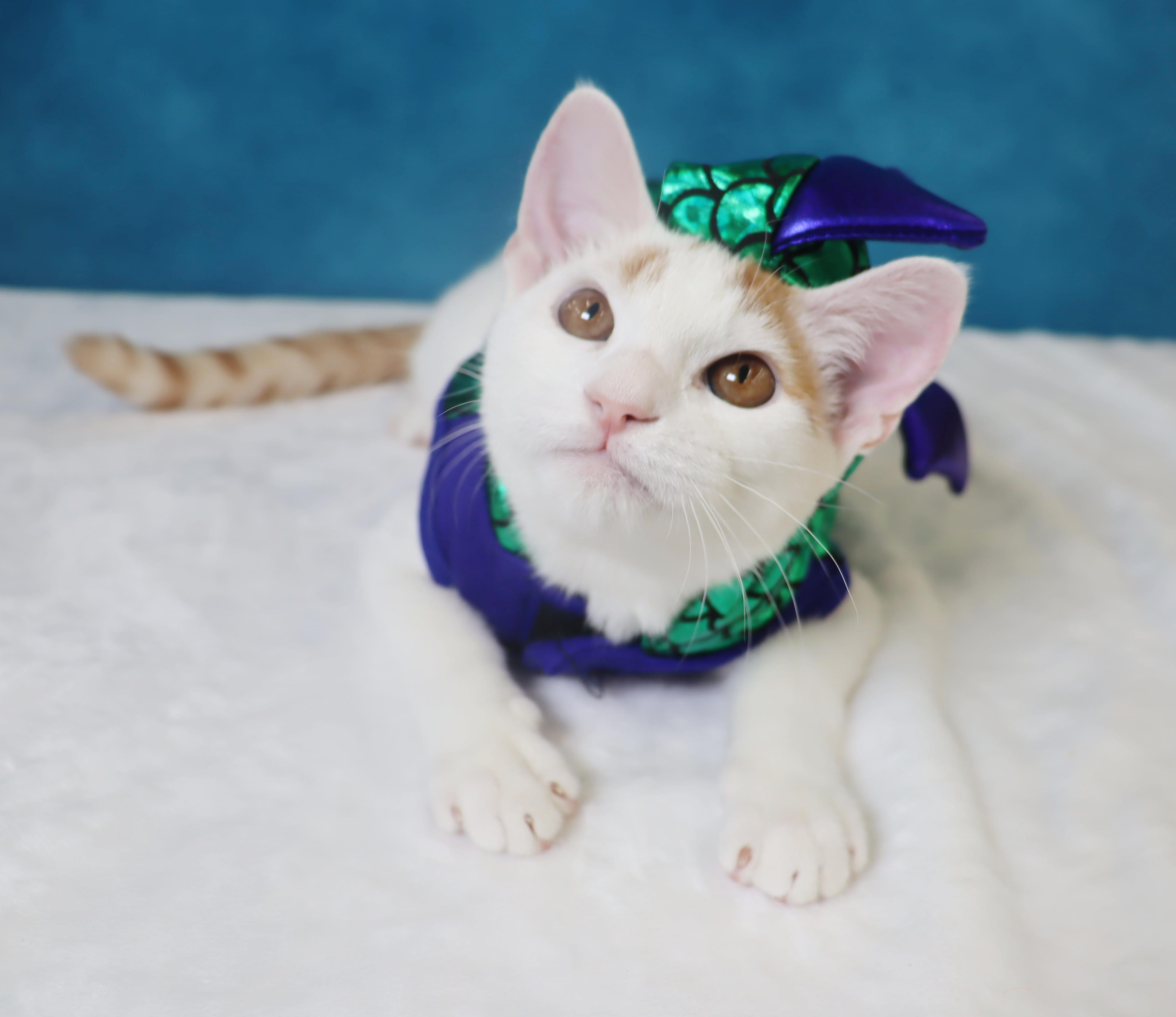 Enlarge Gummy Bear - Loves to be held and kissed, a Adoptable mixed breed in League City, TX image 4/6