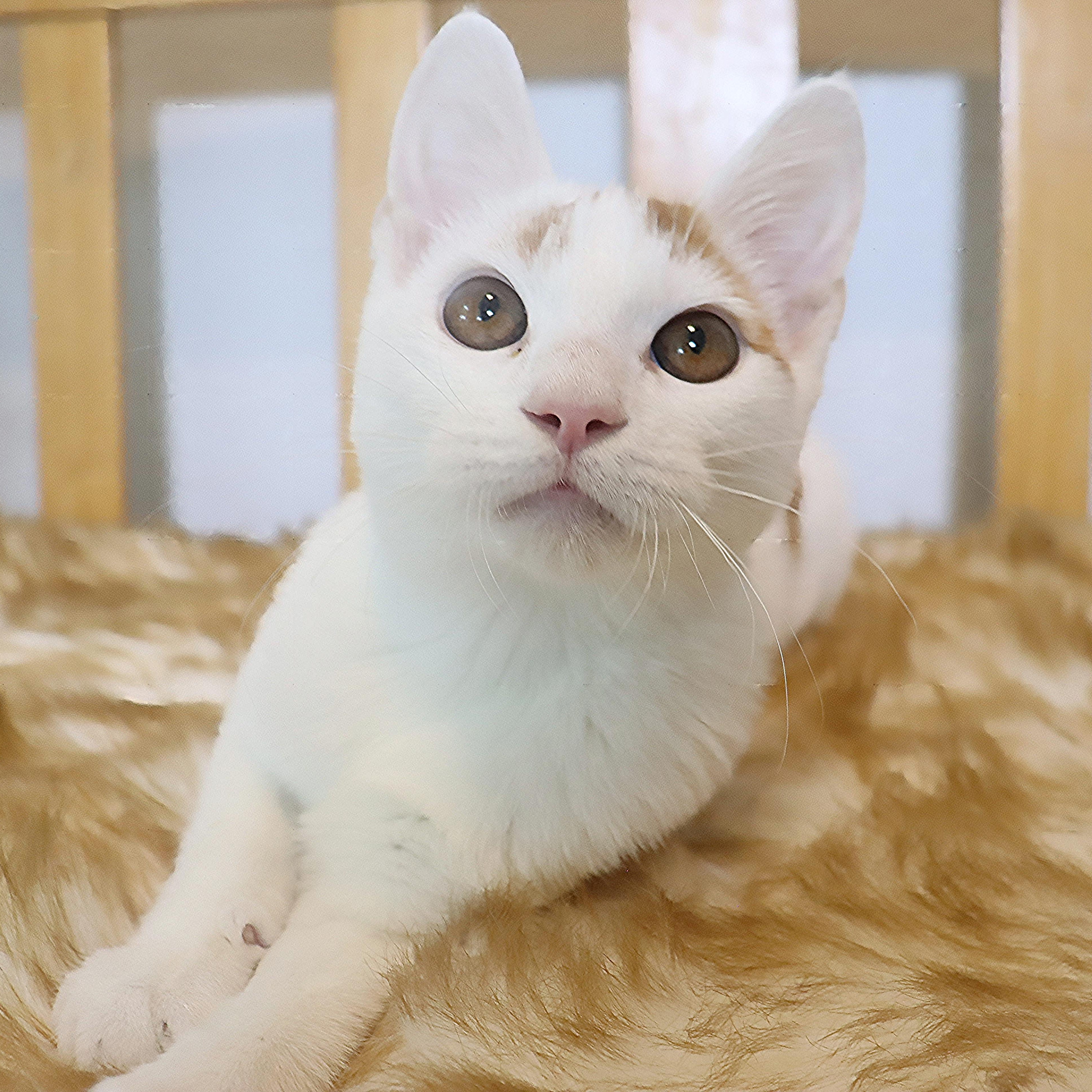 Enlarge Gummy Bear - Loves to be held and kissed, a Adoptable mixed breed in League City, TX image 2/6