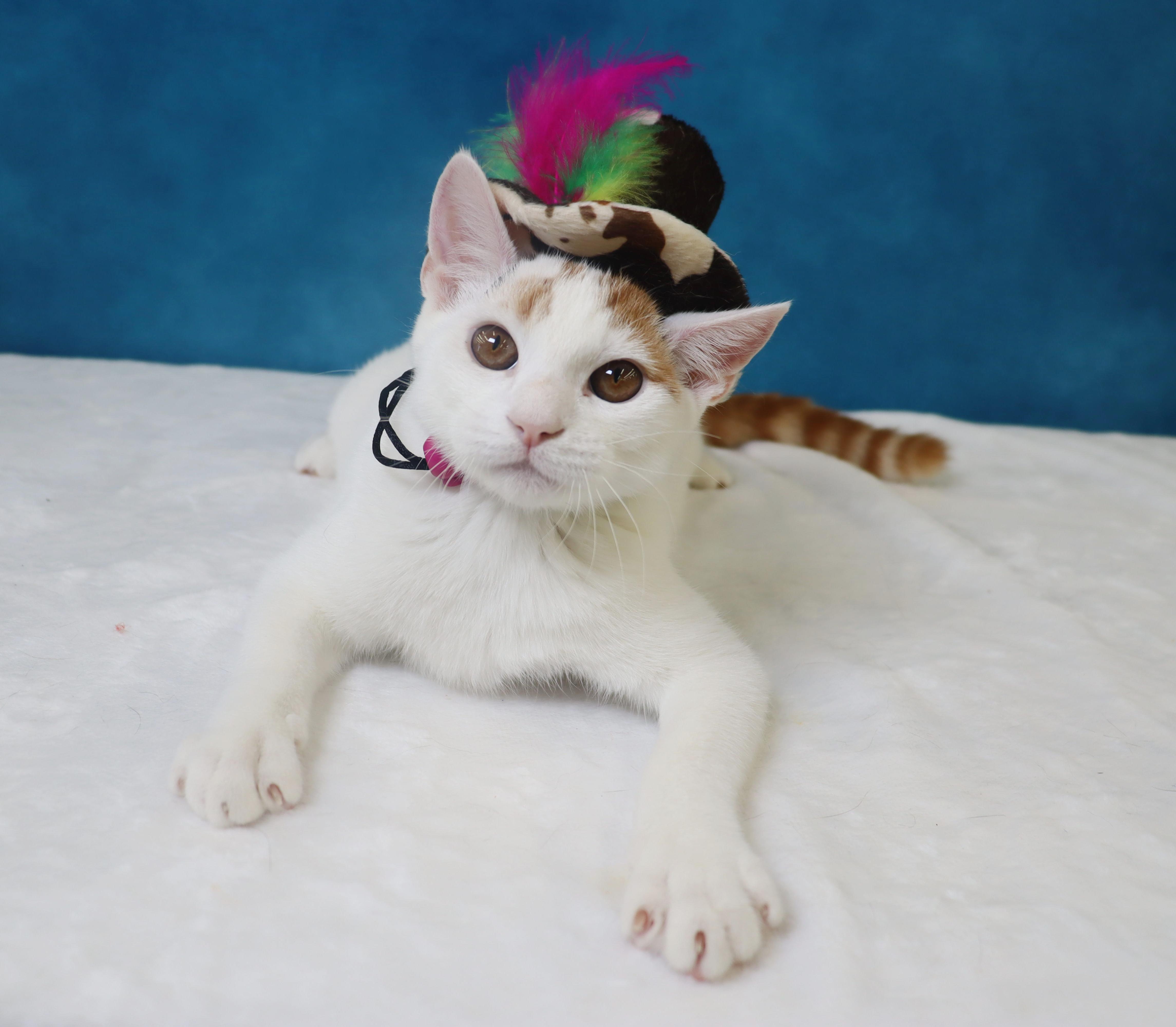 Enlarge Gummy Bear - Loves to be held and kissed, a Adoptable mixed breed in League City, TX image 6/6
