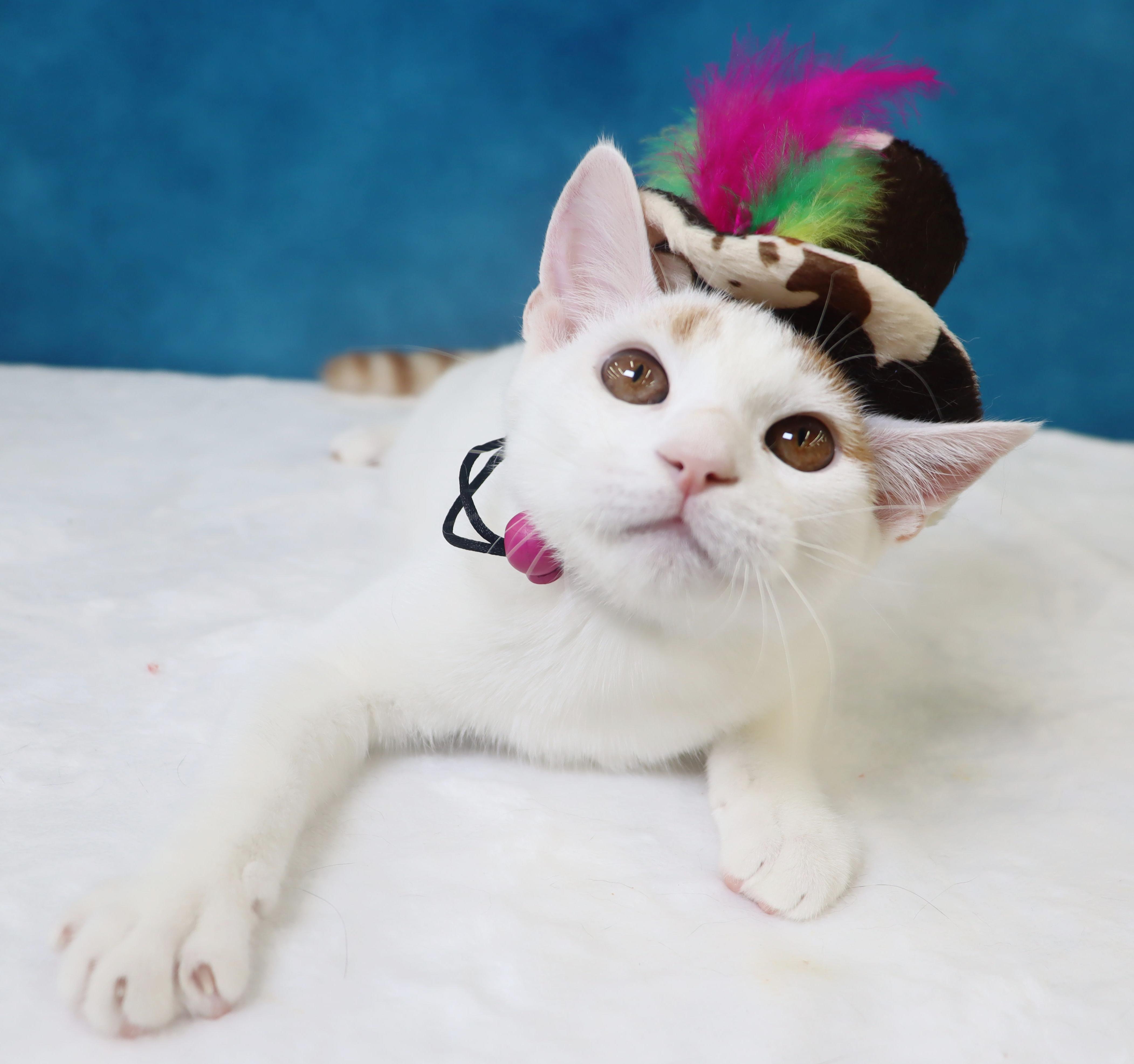 Gummy Bear - Loves to be held and kissed, Adoptable, Kitten Male Domestic Short Hair & Tabby.