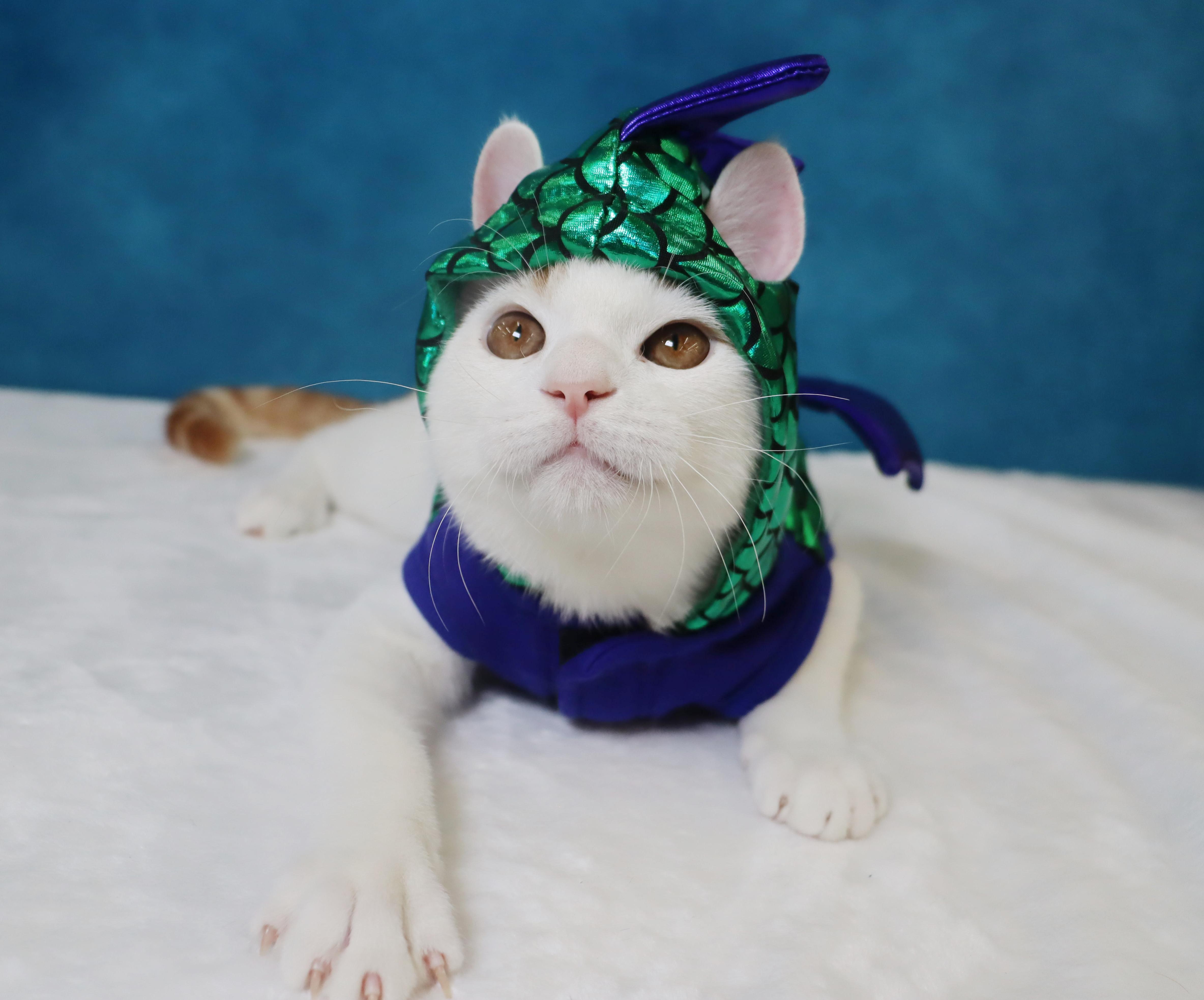 Enlarge Gummy Bear - Loves to be held and kissed, a Adoptable mixed breed in League City, TX image 5/6