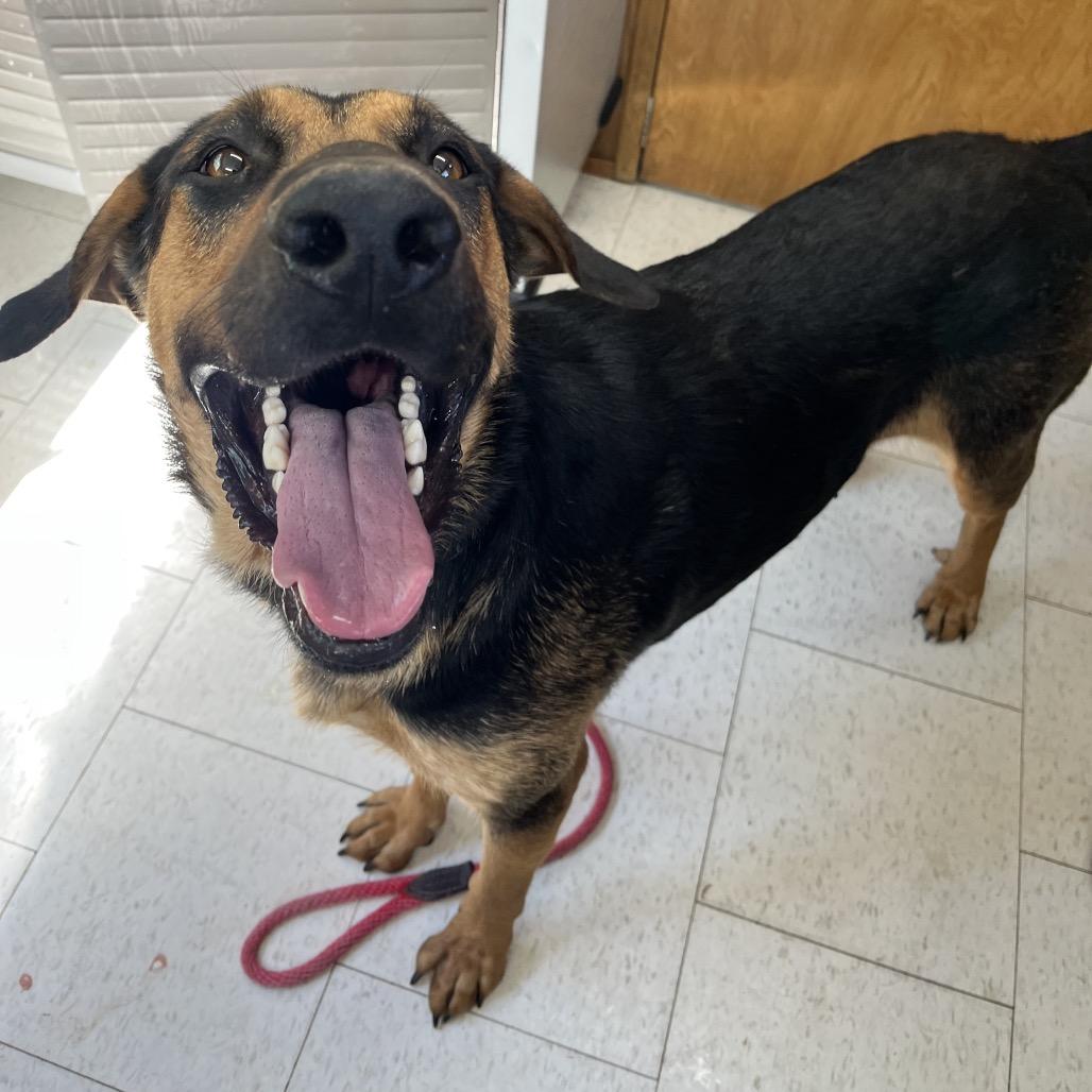 Princess Celestia, Adoptable, Adult Female Mixed Breed.
