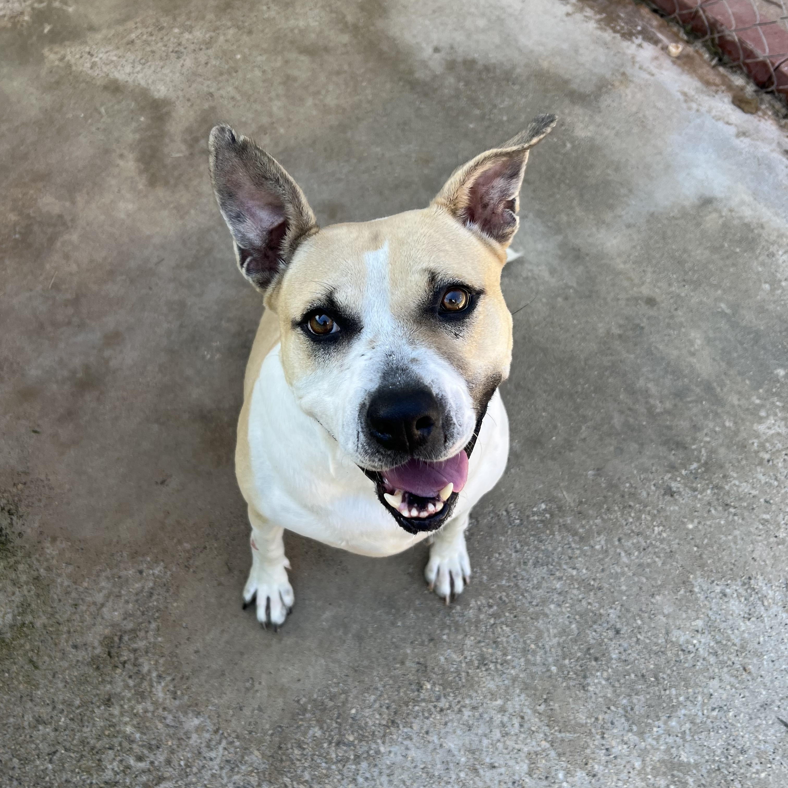 Enlarge Nala, a Adoptable American Staffordshire Terrier in Lancaster, SC image 1/1