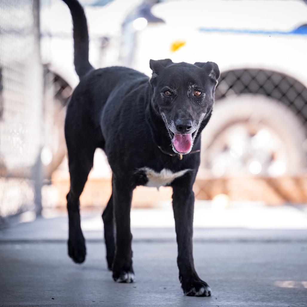 KUZO, ADOPTABLE, Adult Male Labrador Retriever & German Shepherd Dog.