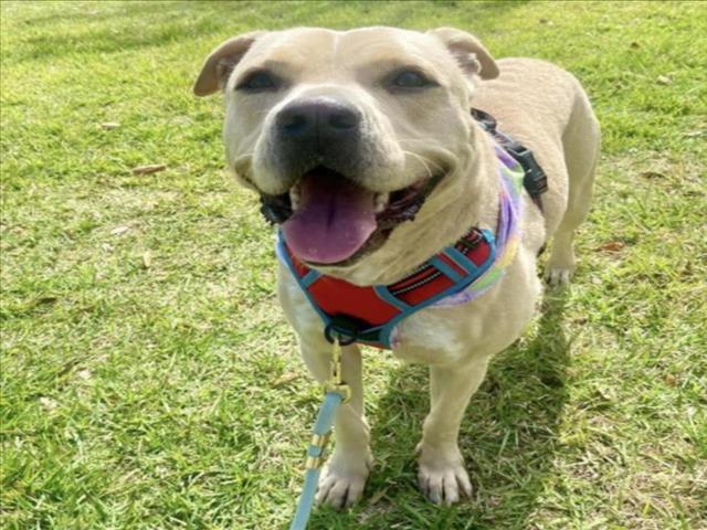 DOLLY, Adoptable, Adult Female Staffordshire Bull Terrier & Mixed Breed.