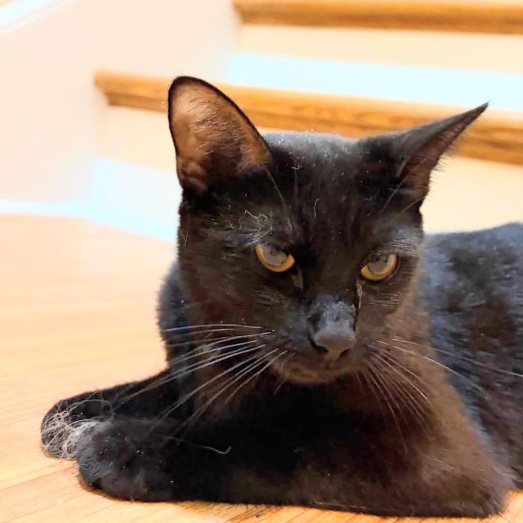 Odessa, Adoptable, Adult Female Domestic Short Hair.