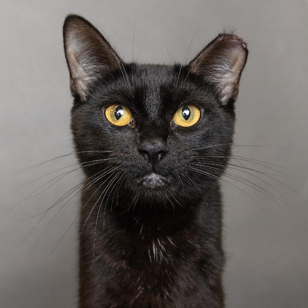 Enlarge Odessa, a Adoptable Domestic Short Hair in Franklin, TN image 2/3