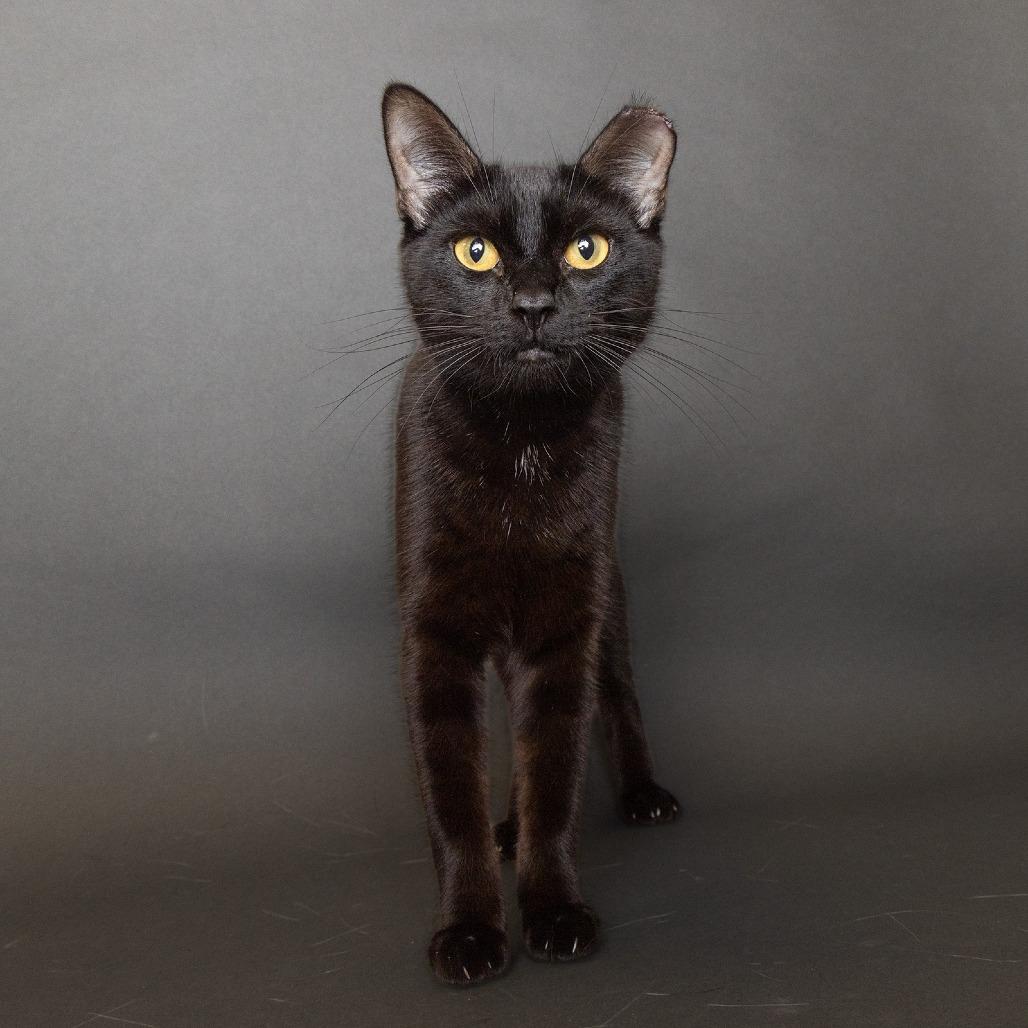 Enlarge Odessa, a Adoptable Domestic Short Hair in Franklin, TN image 3/3