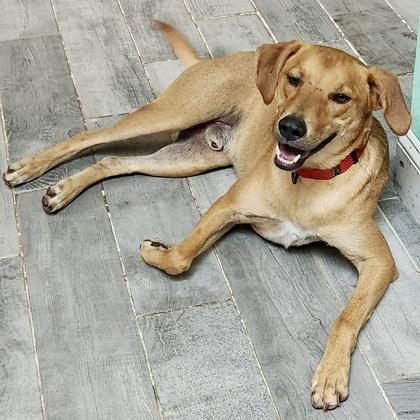 Enlarge Derby+, a Adoptable mixed breed in Elk Grove Village, IL image 1/3