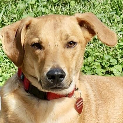 Enlarge Derby+, a Adoptable mixed breed in Elk Grove Village, IL image 2/3