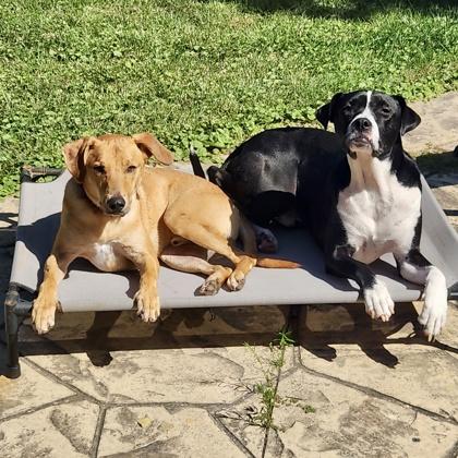 Enlarge Derby+, a Adoptable mixed breed in Elk Grove Village, IL image 3/3