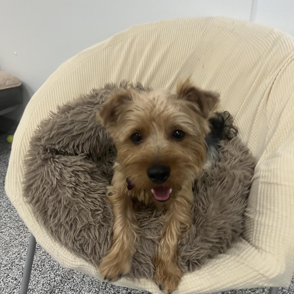 Shuman, Adoptable, Adult Male Yorkshire Terrier.