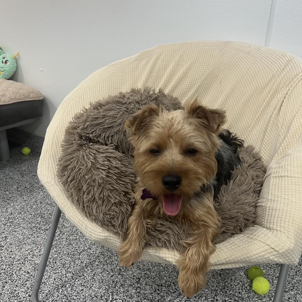 Shuman, a Adoptable Yorkshire Terrier in Phoenix, AZ image 2/3