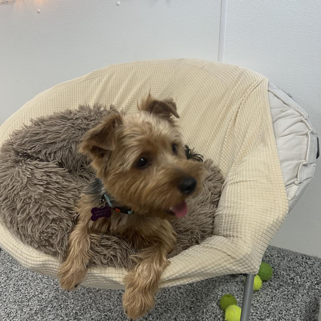 Shuman, a Adoptable Yorkshire Terrier in Phoenix, AZ image 3/3