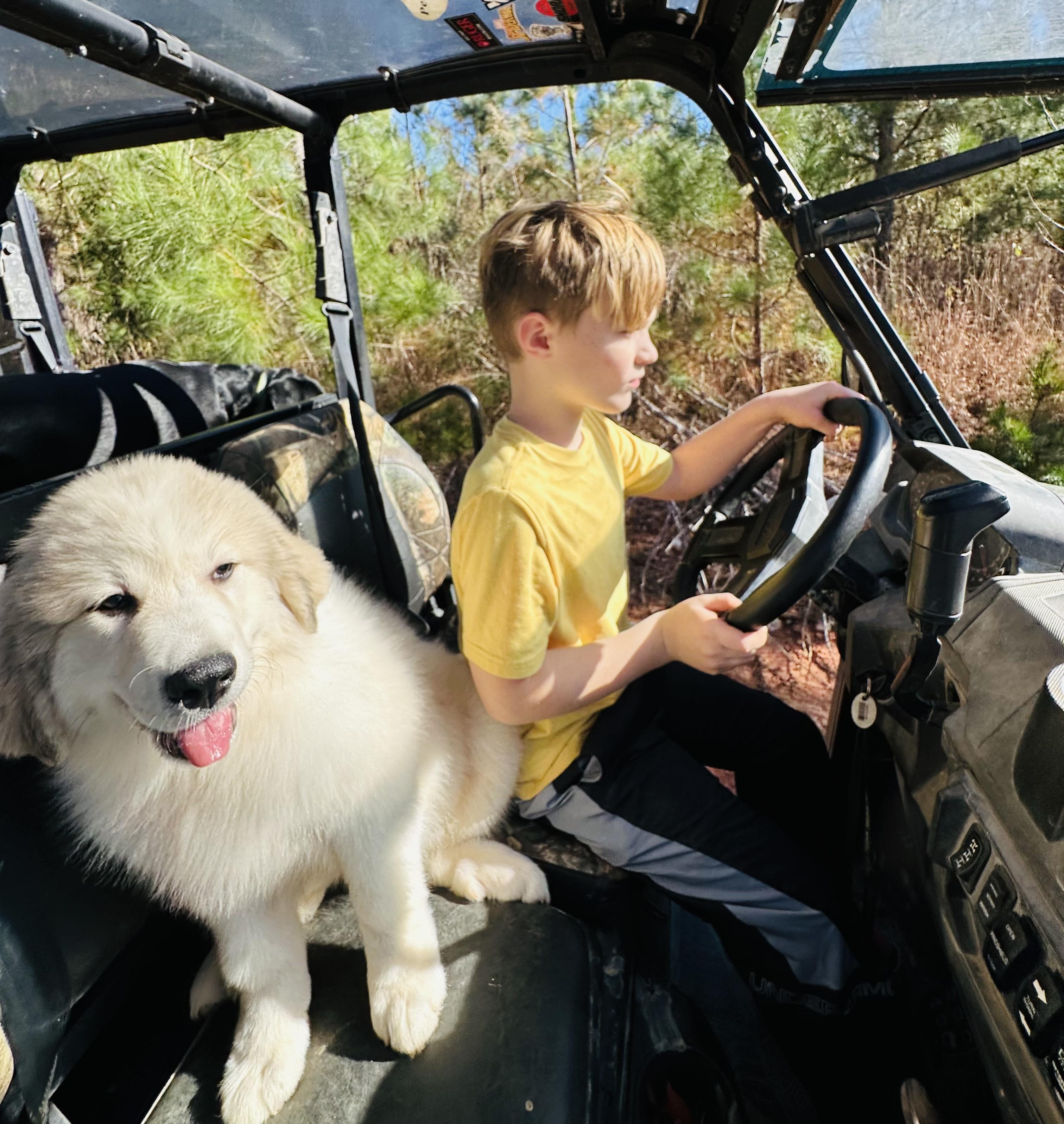 Sophie, Adoptable, Young Female Great Pyrenees.