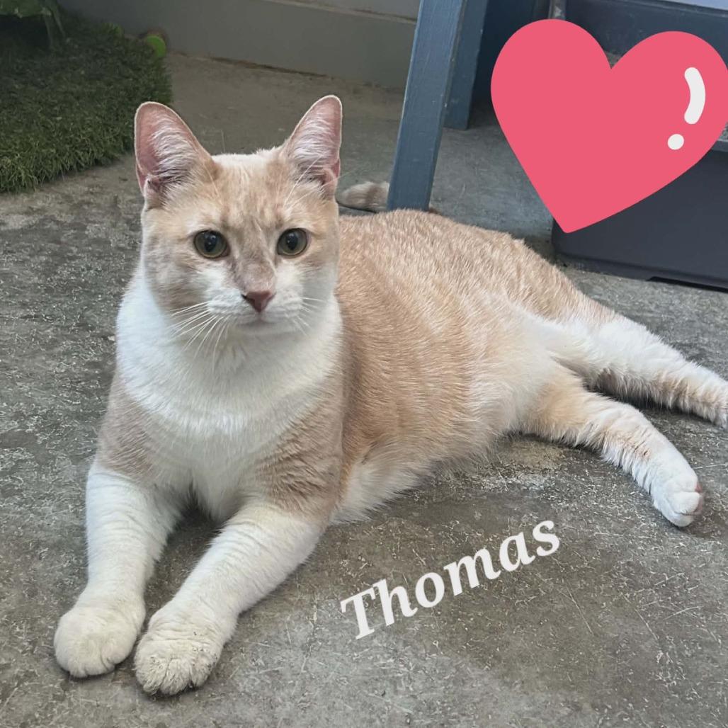 Thomas, Adoptable, Adult Male Domestic Medium Hair.