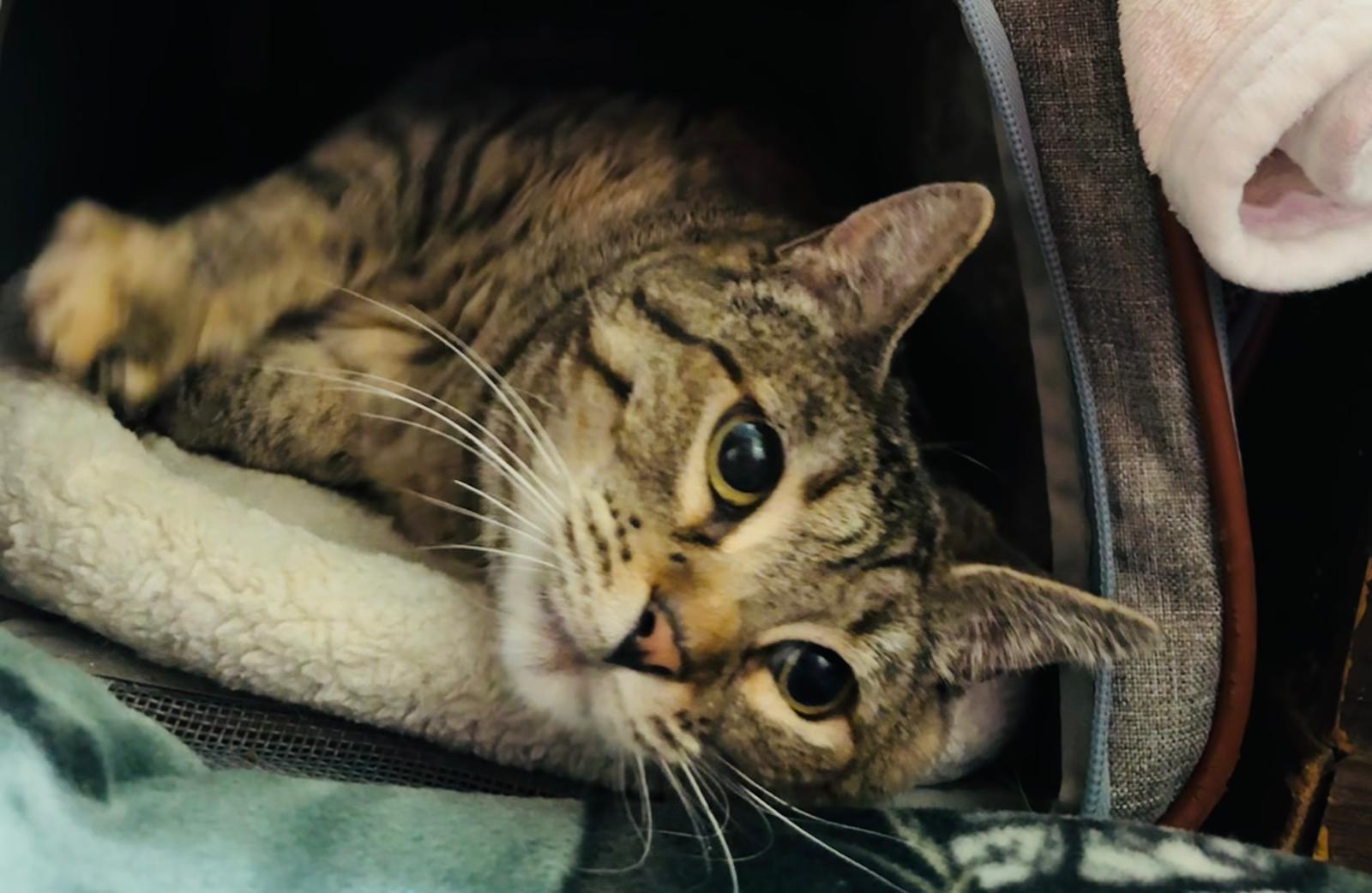 Belle, Adoptable, Adult Female Domestic Short Hair.