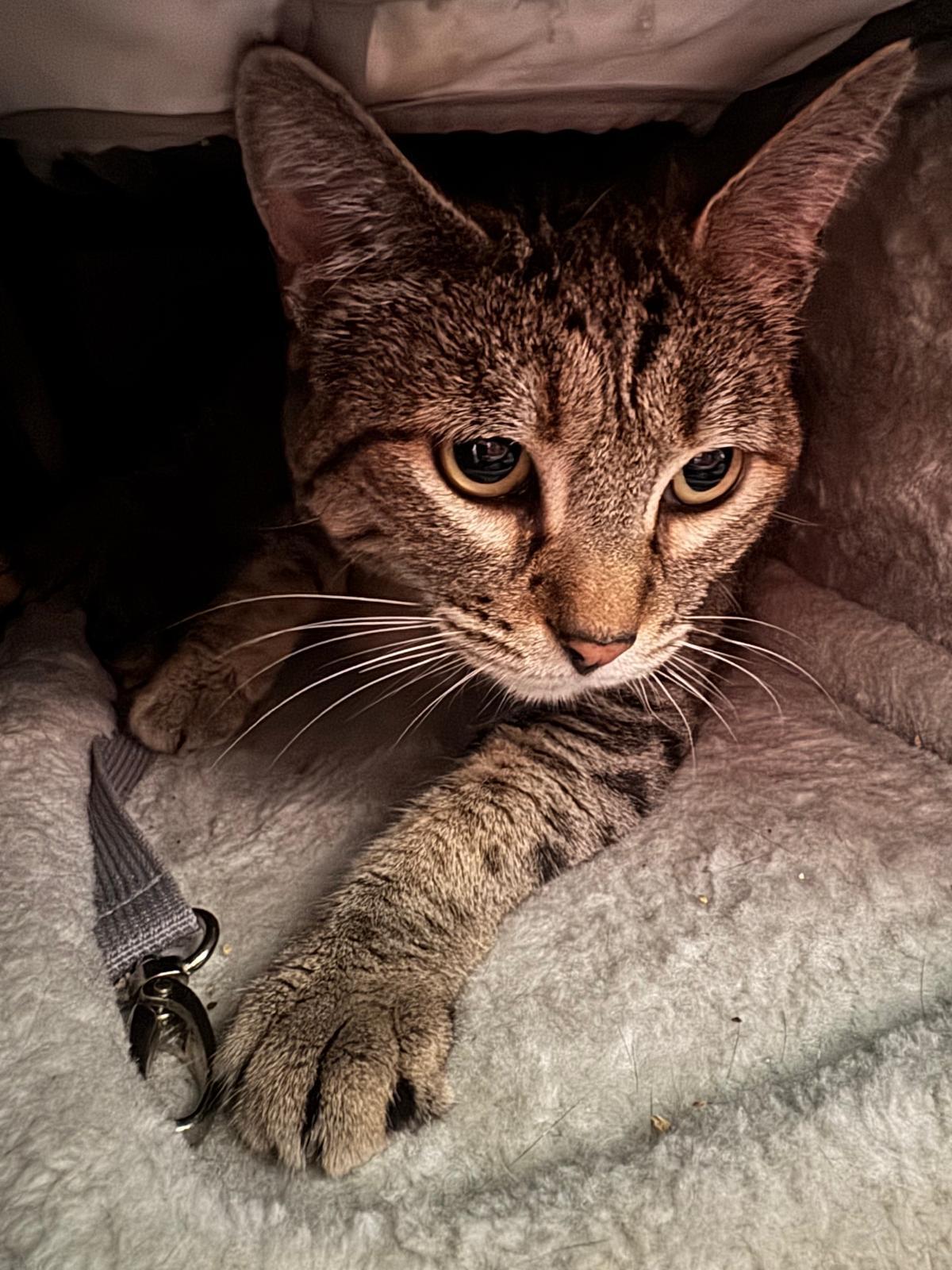 Belle, an adopted mixed breed in Seattle, WA image 2/3