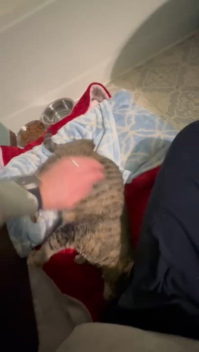 Enlarge Belle, an adopted mixed breed in Seattle, WA video 3/3