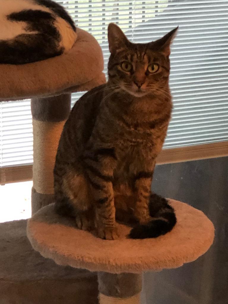 Spaz, Adoptable, Adult Female Domestic Short Hair.