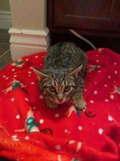 Spaz, Adoptable, Adult Female Domestic Short Hair.