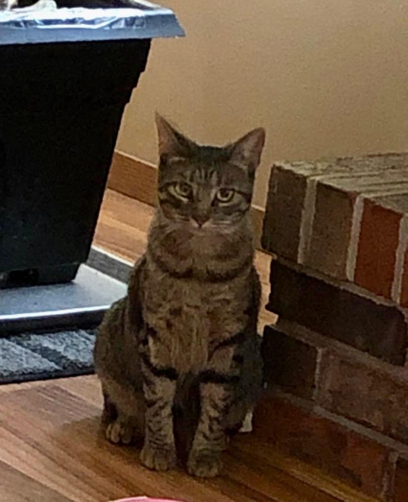 Enlarge Spaz, a Adoptable mixed breed in Ballwin, MO image 2/6