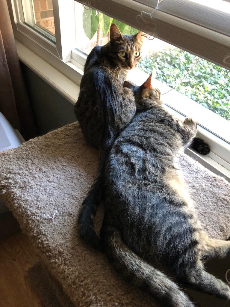 Enlarge Spaz, a Adoptable mixed breed in Ballwin, MO image 4/4