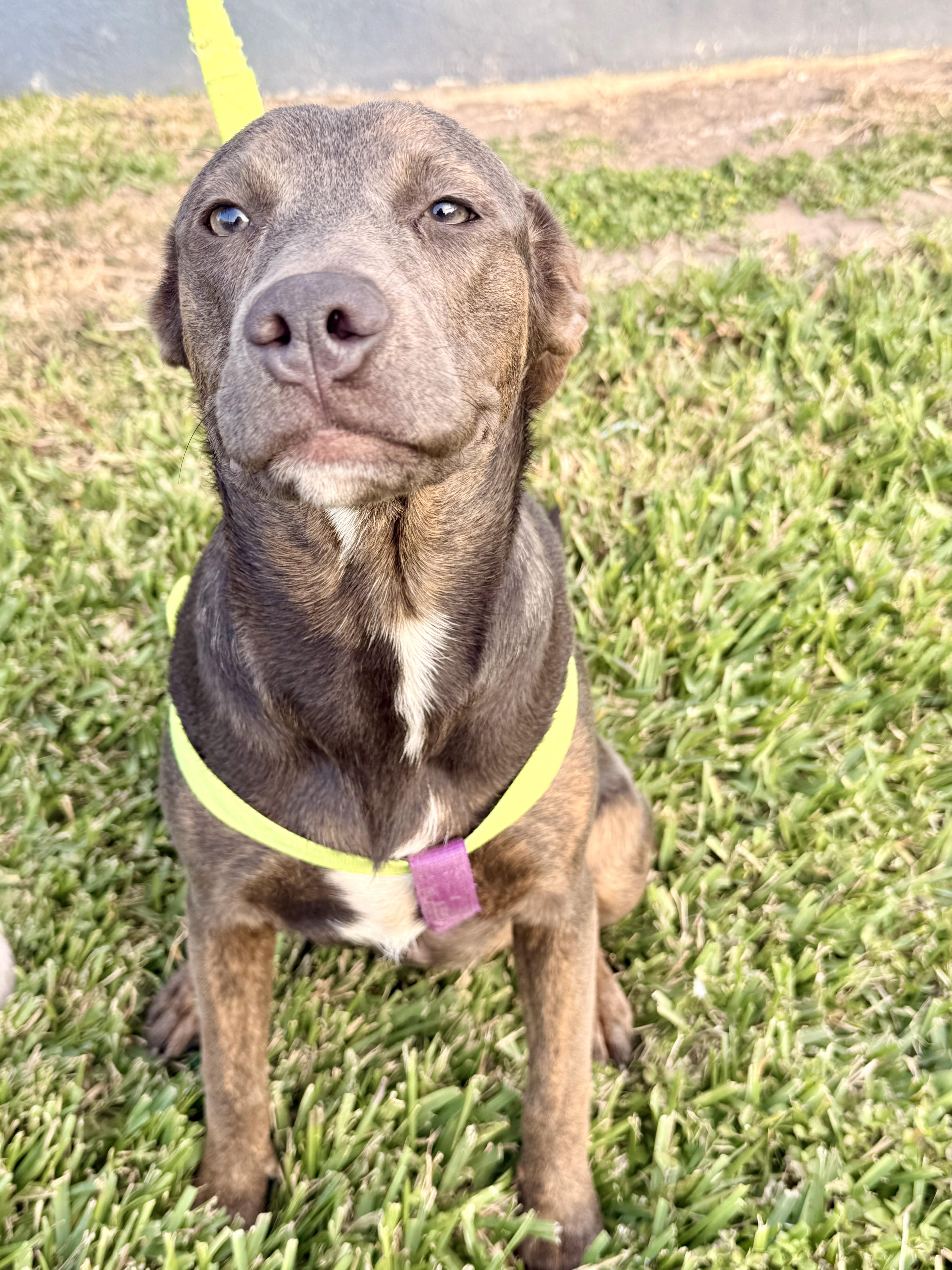 Enlarge Mulan, a Adoptable mixed breed in Erie, PA image 4/6