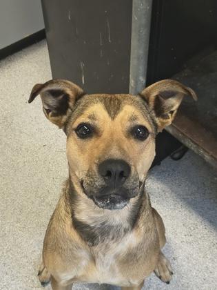 Ophelia, ADOPTABLE, Adult Female Mixed Breed.