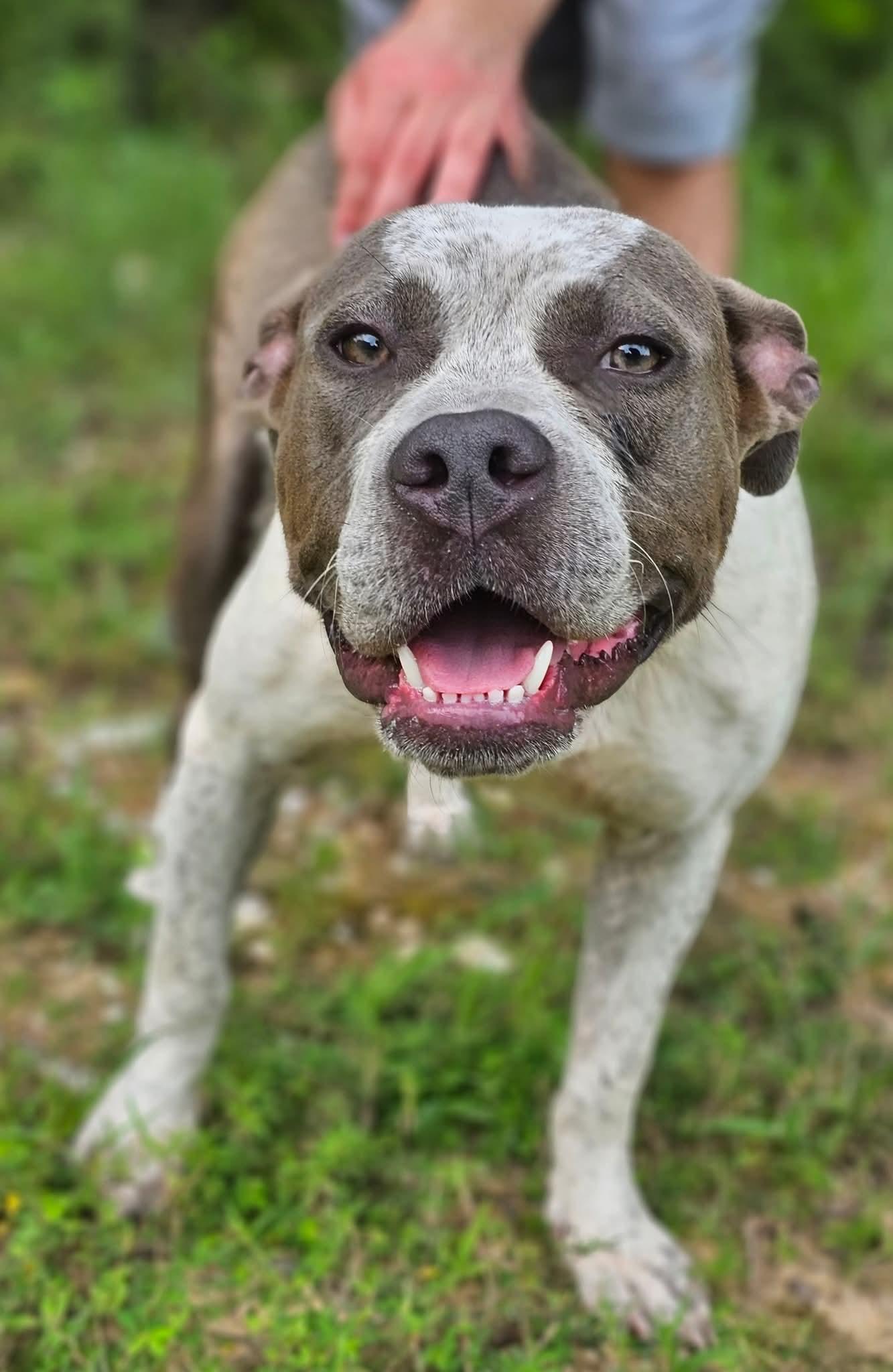 Capri, a Adoptable Bulldog in Fort Payne, AL image 1/5