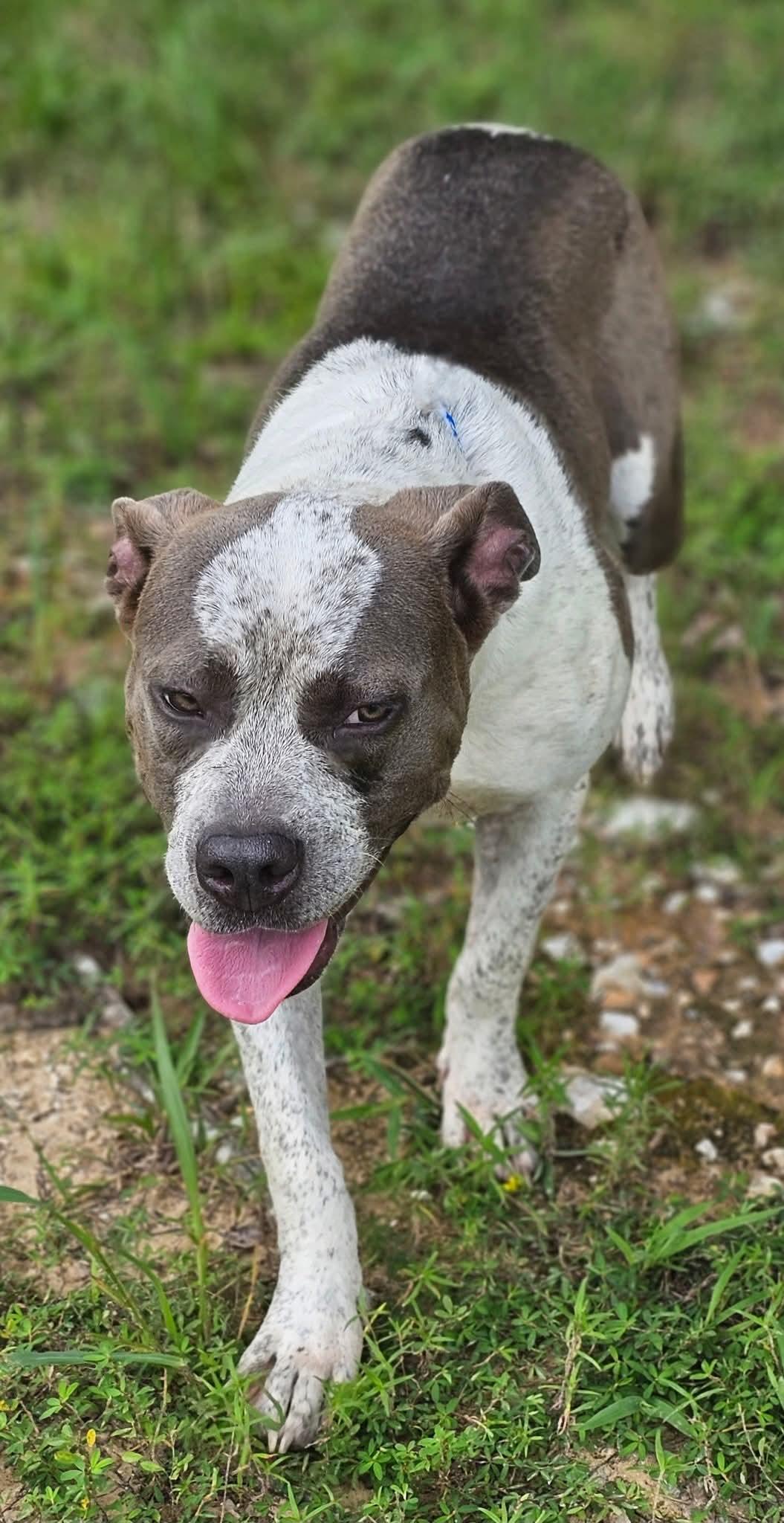 Capri, a Adoptable Bulldog in Fort Payne, AL image 2/5