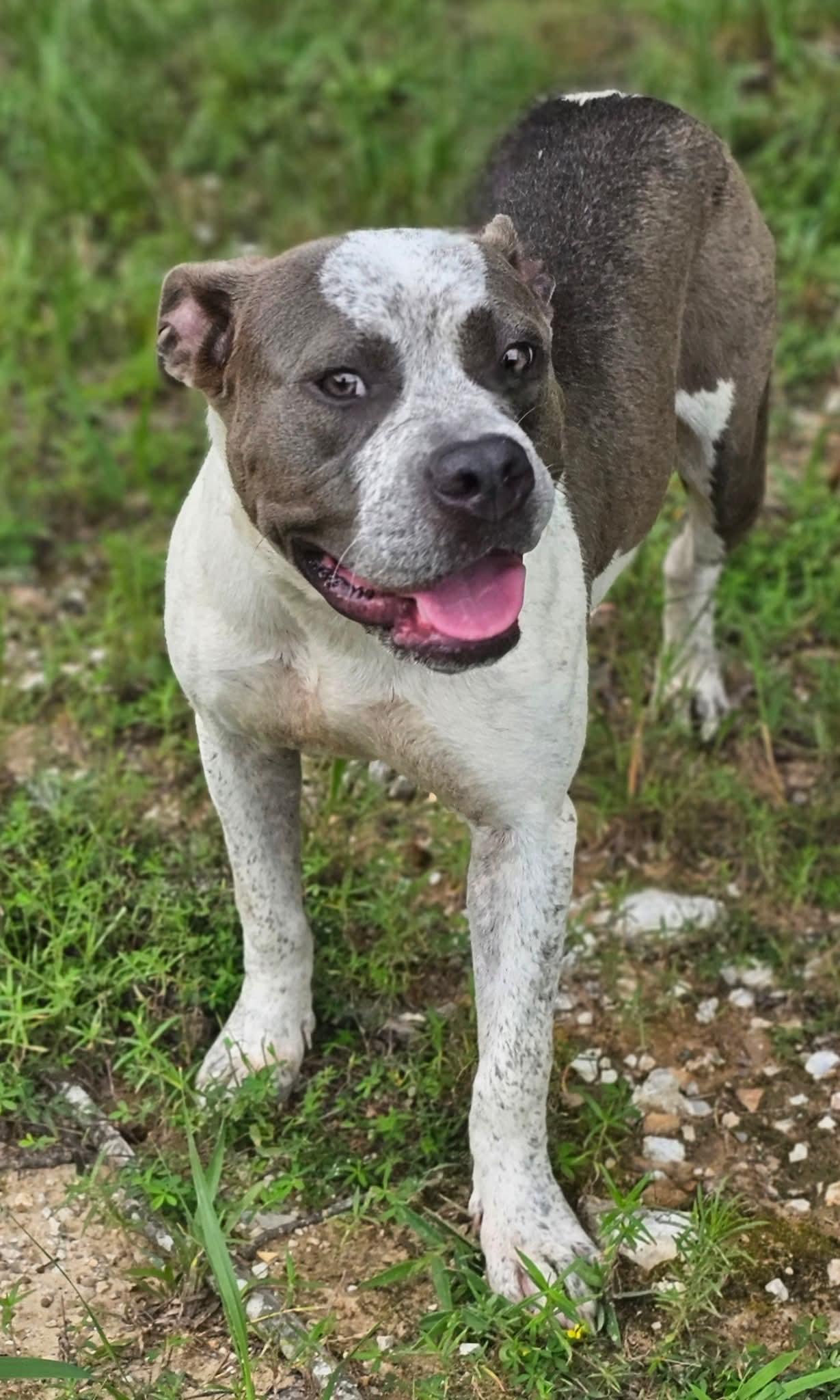 Capri, a Adoptable Bulldog in Fort Payne, AL image 3/5