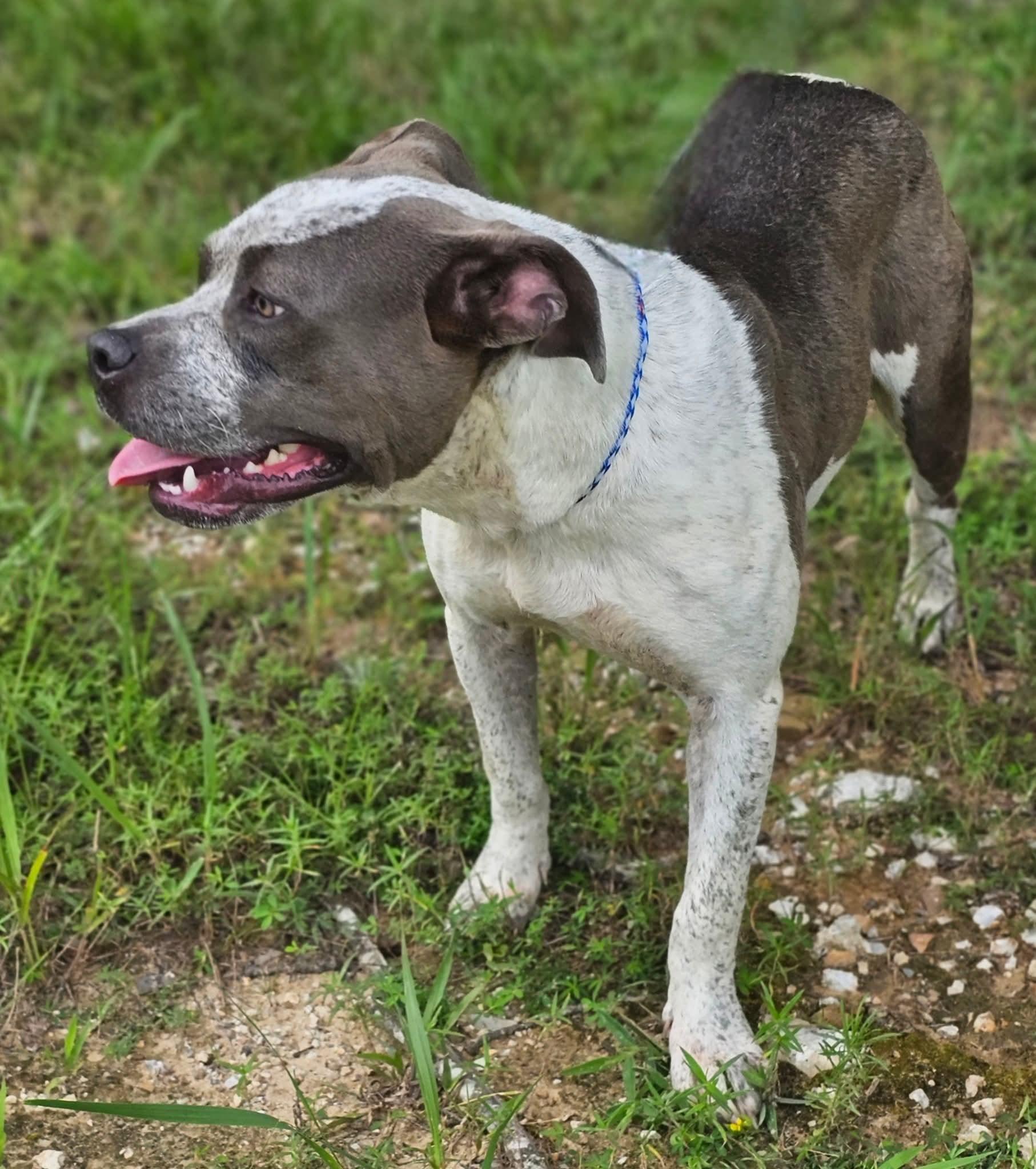Capri, a Adoptable Bulldog in Fort Payne, AL image 4/5