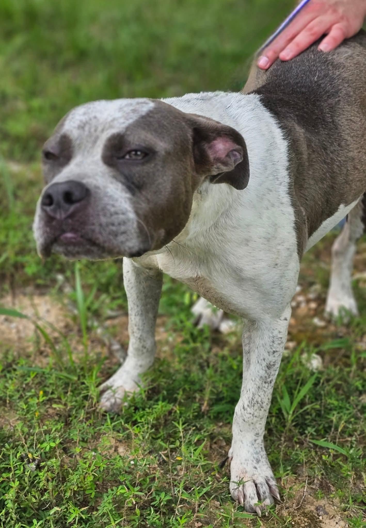 Capri, a Adoptable Bulldog in Fort Payne, AL image 5/5